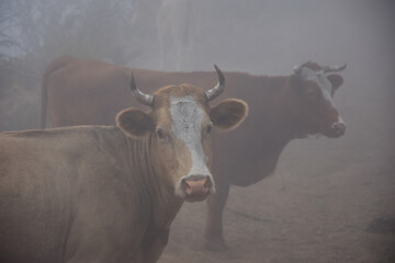 Kühe im Nebel