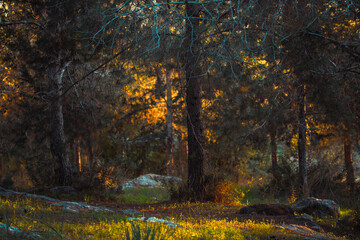 Forest dark sunset orange background