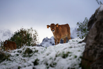 Cute calf in the first snow of the year