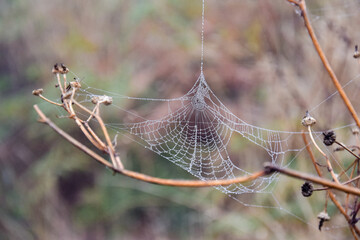 Spinnennetz mit Tautropfen