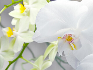 Flowering branch orchid Phalaenopsis or Moth dendrobium, close-up, on gray background