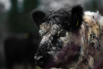 Portrait of Galloway cattle, cow breeding 