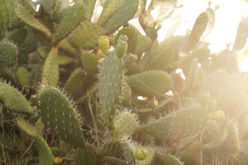 Cactus with fruits in the morning sun