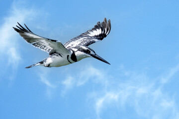 Pied Kingfisher (Ceryle rudis) in flight over Lake Victoria, Entebbe, Uganda
