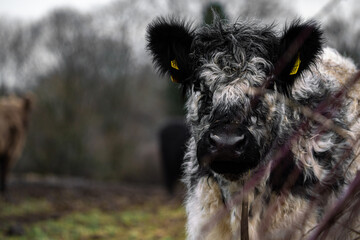 Portrait of Galloway cattle, cow breeding 