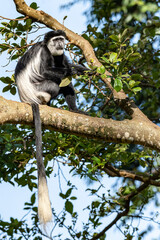 Mantled Guereza, also known as Black-and-White Colobus (Colobus guereza) sitting on the branch in Botanical garden, Entebbe, Lake Victoria, Uganda