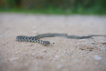 Little Horseshoe Whip Snake in Portugal