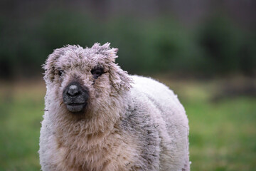 portrait of white wool sheep with funny hairstyle
