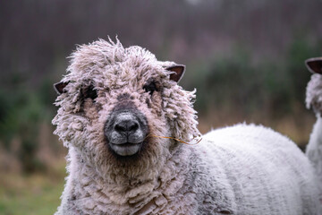 portrait of white wool sheep with funny hairstyle