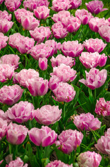 Pink flowers of tulips close up nature background