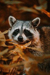 Raccon photos