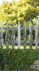 Valla de piquetes de madera junto a mimosa con flores amarillas