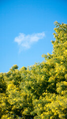 Mimosa de flores amarillas y nube en cielo azul