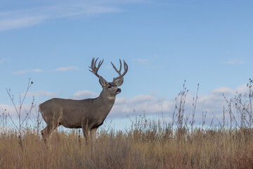 Mule Deer Buck in Autumn in Colorado