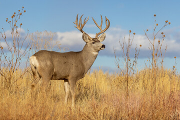 Naklejka na ściany i meble Mule Deer Buck in Autumn in Colorado
