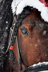 Beautiful portrait of a bay horse in Christmas decor in snowfall. Portrait of the horse with braided bangs in the black bridle close-up