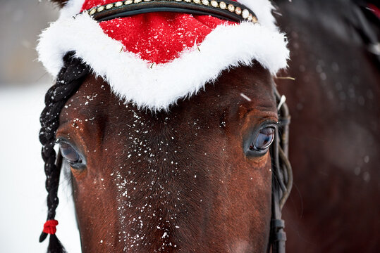 Portrait Of Bay Horse In Leather Bridle With Rhinestones And Christmas Hat In Snowfall. Portrait Of The Horse With Braided Bangs In The Black Bridle Close-up