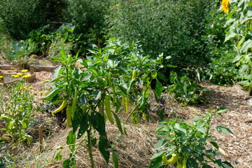 Fototapeta na wymiar FU 2020-08-16 FoBotGa 281 Im Beet wachsen Gemüsepflanzen