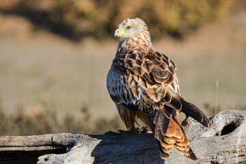 Kite, Milvus milvus, perched on a log on a sunny day