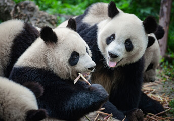 Cute giant panda bears eating bamboo