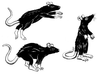 Three rats black and white in different poses. Ink illustration