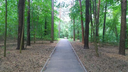 Fototapeta premium An asphalt path runs through a city park among firs, maples, and other trees. There are many cones lying on the ground. Sunny