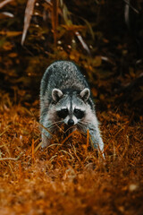 Racoon Photos