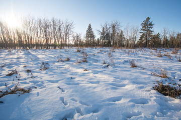 snow covered trees and a winter field
