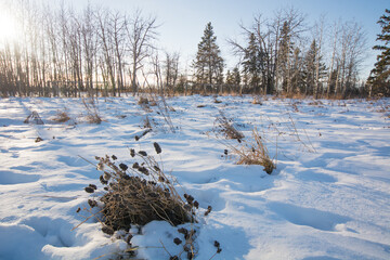frozen grass in the snow with a winter sunset