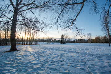 Snowy park in the winter sun