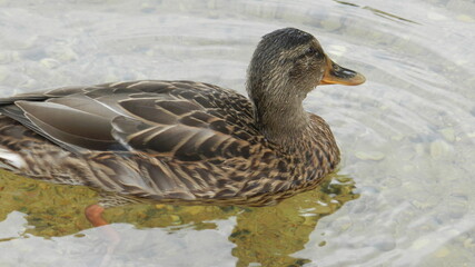 kaczka, ptactwo, woda, krzyżówka, charakter, jezior, zwierzak, dzika natura, belfer, sadzawka, kaczka, pierze, dzika, pływanie, pierze, rzeka, ptactwo wodne, młoda, drób, braun, pływanie, ptactwo