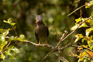 Fototapeta premium beautiful black bird on tree branch