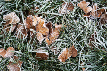 Frost on green grass and brown oak leaves