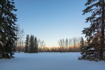 winter landscape with trees and a field
