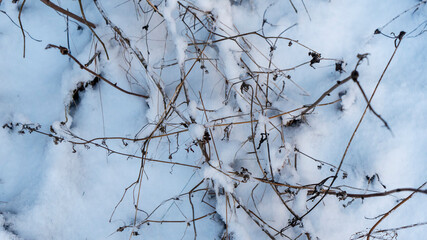 Winter landscape. Branches of trees and bushes in the snow. Winter nature background. Image for design.