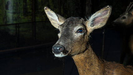 A stuffed female deer looks at us. Dummy of doe as a hunting trophy.