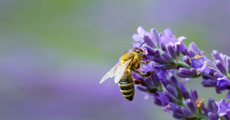 The bee (Apis mellifera) collects nectar from lavender. Banner photo. - obrazy, fototapety, plakaty
