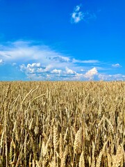 corn field in the summer