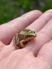 frog on a hand