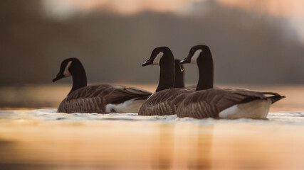 Kanadagans (Branta canadensis) auf einem Fluss