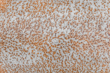 Rusty Old Metal Abstract Pattern Corrosive Surface Texture Coarse Iron Background