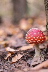 fly agaric mushroom