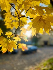 autumn leaves in the park