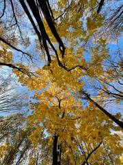 Fototapeta premium autumn in the forest