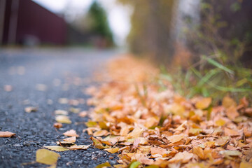 autumn leaves on the ground