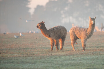 alpacas in a field