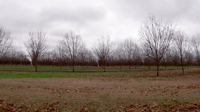 Pan of baby pecan trees and brown leaves on the ground  on a plantation