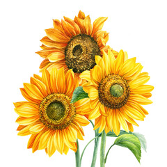 Sunflowers in bouquet isolated on white background. Sun symbol. Flowers yellow, watercolor drawing, botanical painting