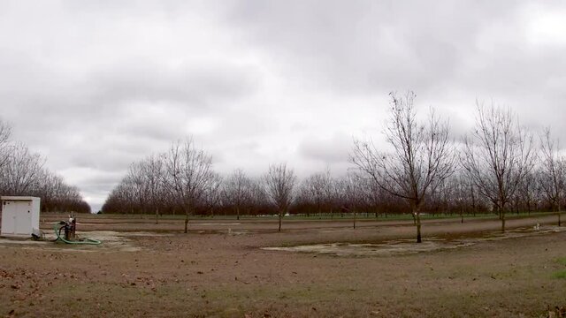 Pan of baby pecan trees water irrigation system on a plantation