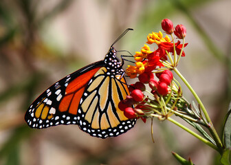 Majestic Monarch butterfly feeding on some pink flowers